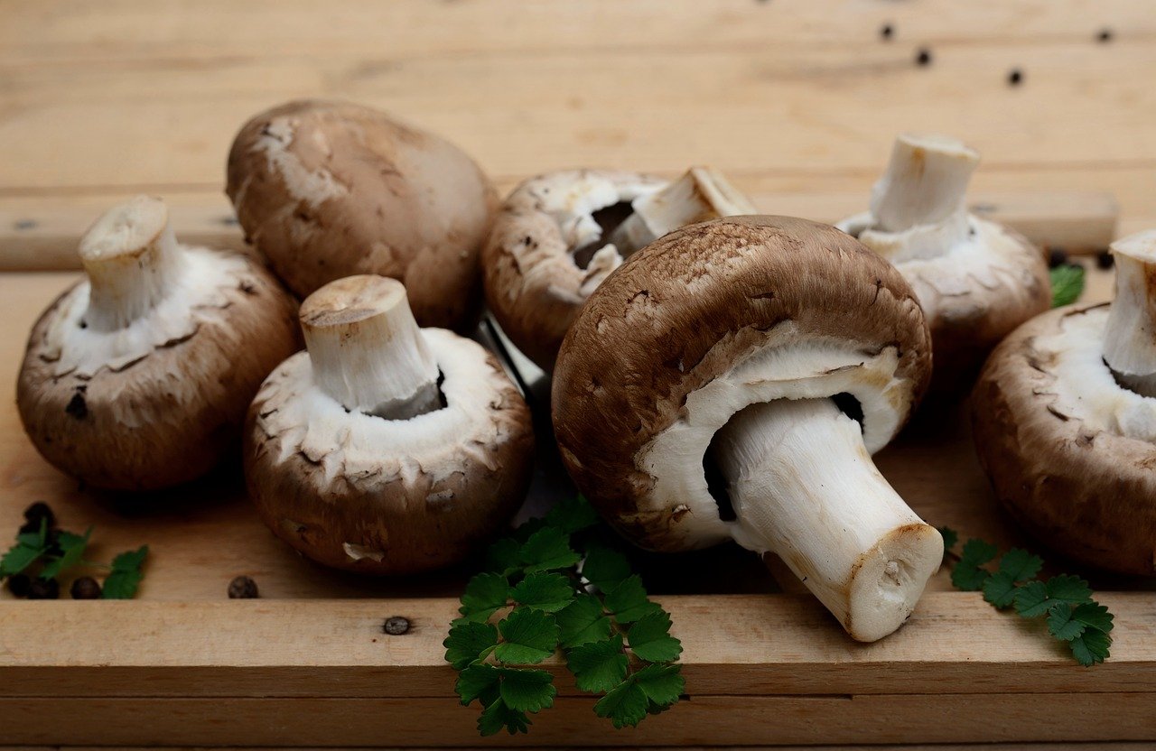 Journée Champignons