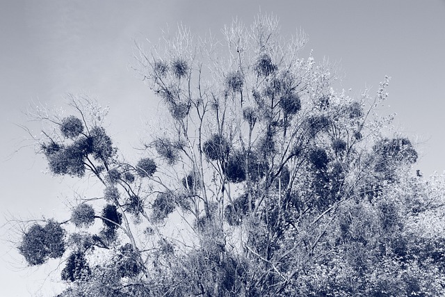 Atelier “Découverte du cyanotype”