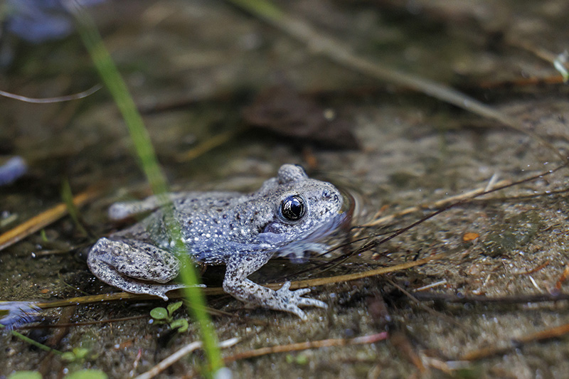 Fête de la nature : Balade à la découverte des mares